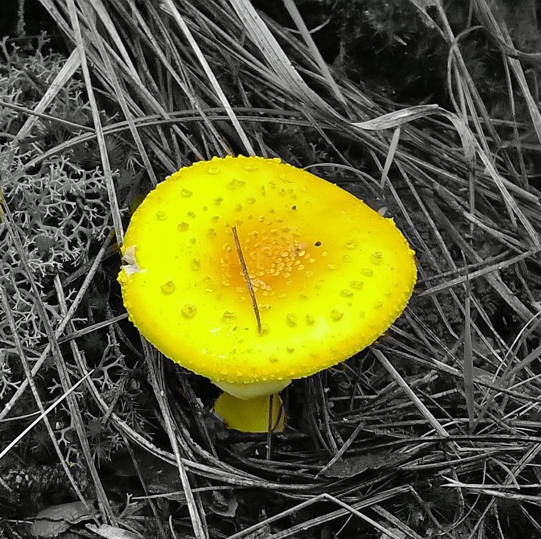 黄色满天星,名字好听,但其实是云南野生菌中毒性最强的菌类,俗话说:&