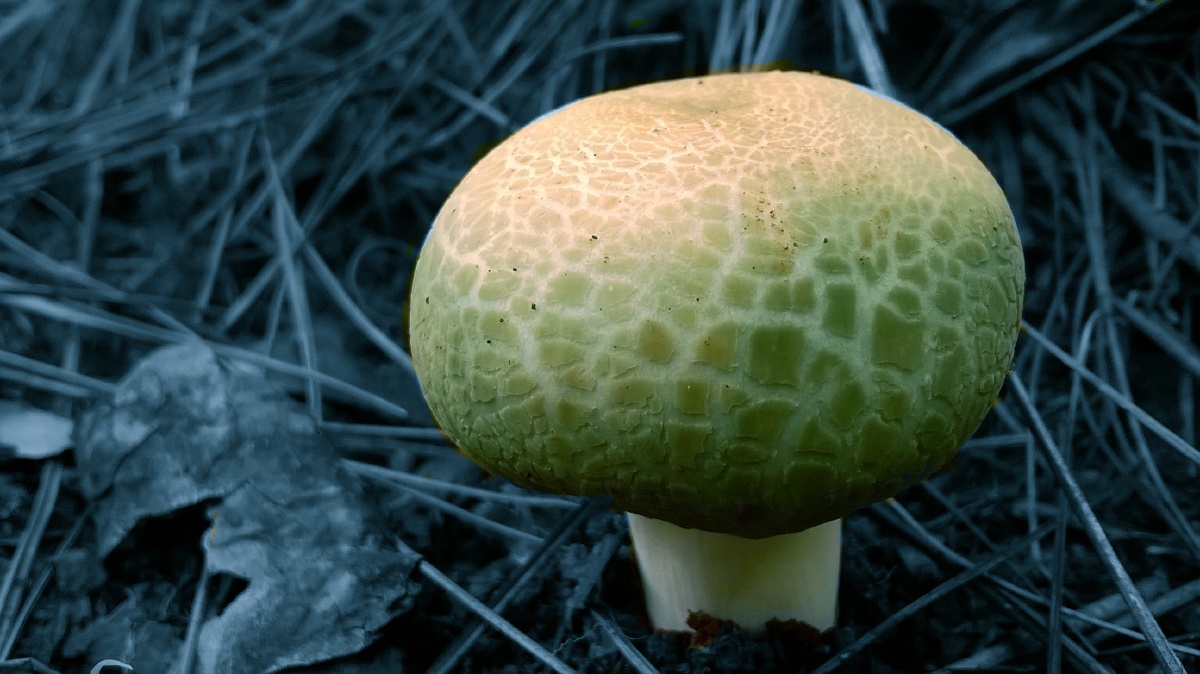 青头菌,图中是比较小,还没有长开的菌子,俗称:"菇菇菌&amp