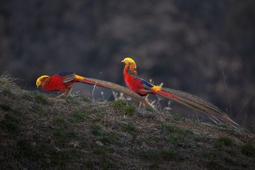 13007