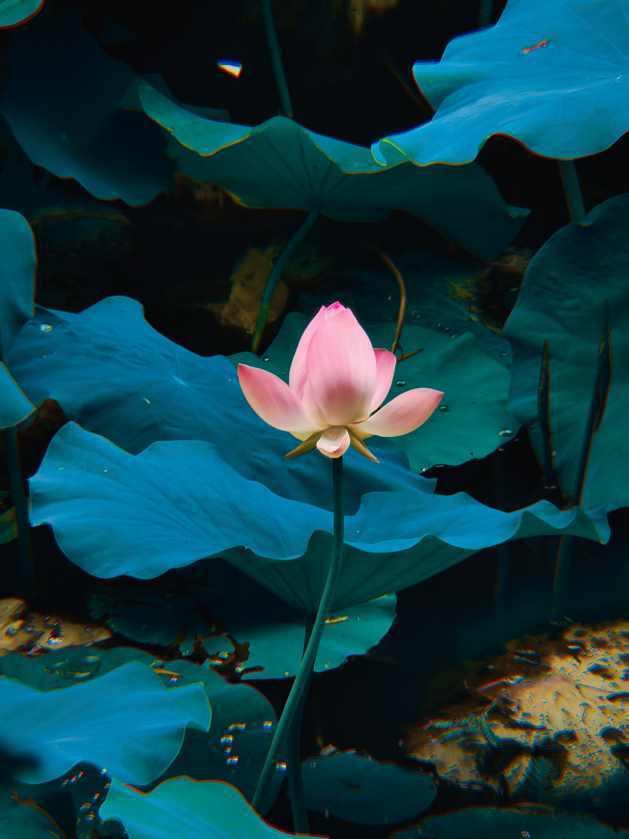雨后荷塘手机随拍