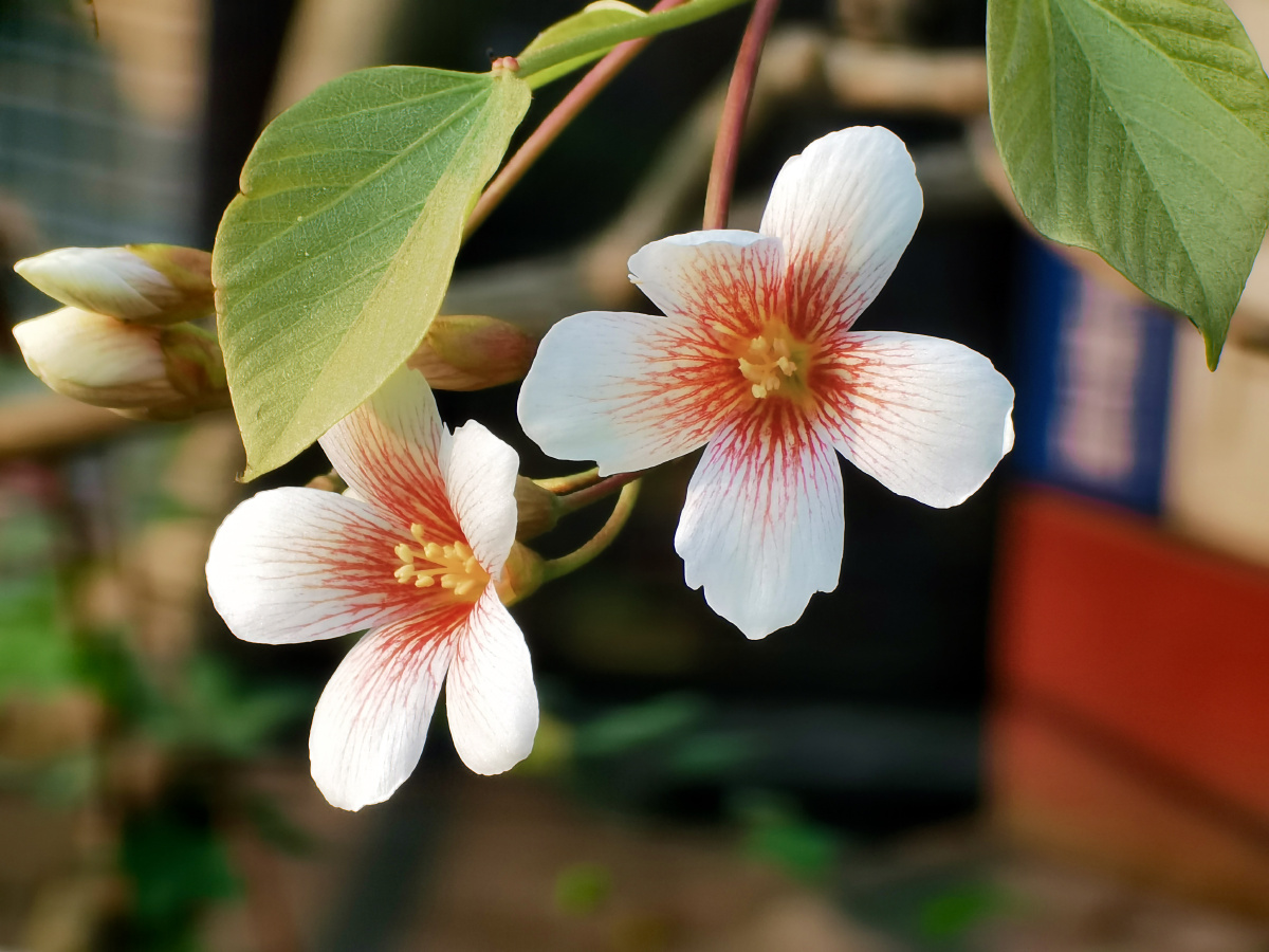 油桐花(手机随拍) - 闲散茶客