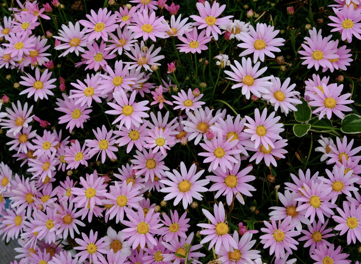 粉色小雏菊的花语是天真可爱,活力希望以及藏在心里的爱.