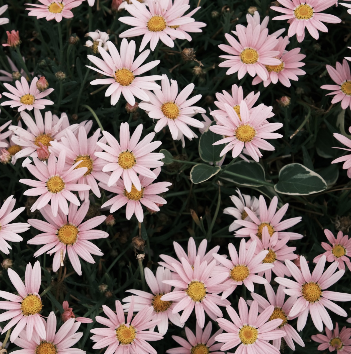 粉色小雏菊的花语是天真可爱,活力希望以及藏在心里的爱.