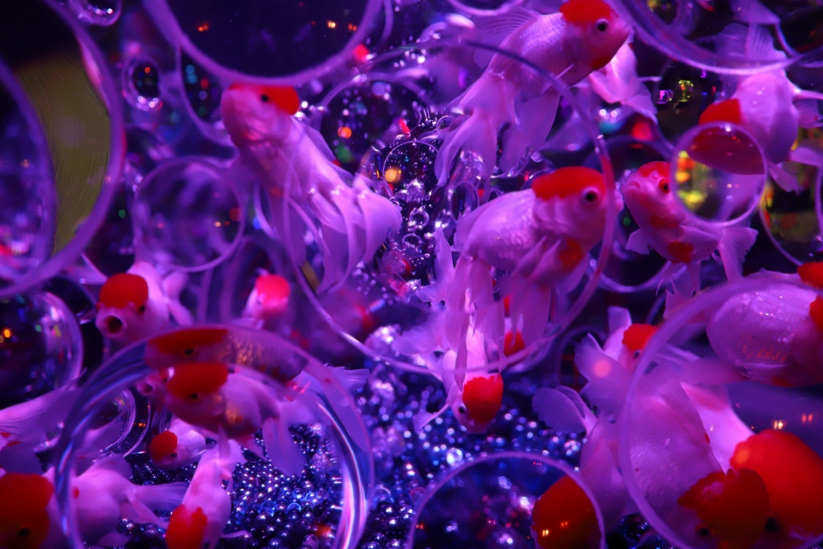 光影梦幻鱼的世界