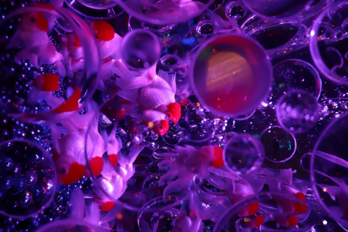 光影梦幻鱼的世界