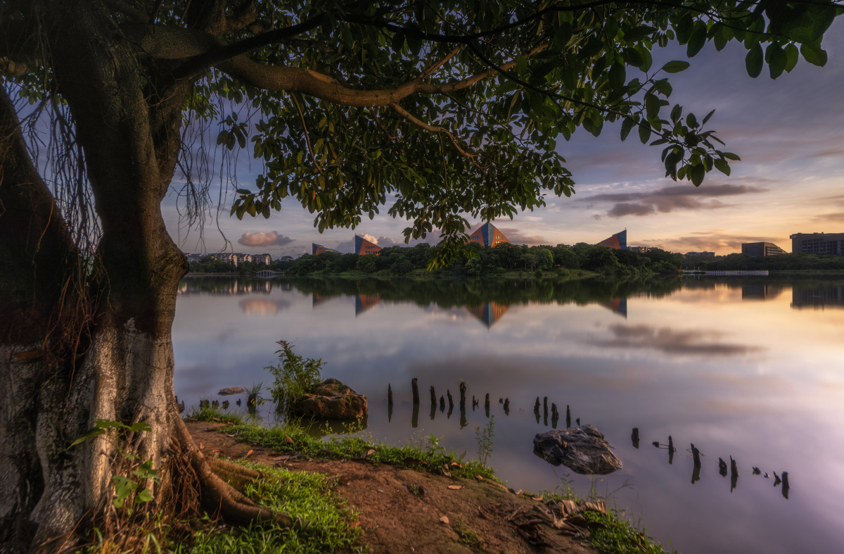 树下看松山湖晨曦中的松山湖宁静祥和