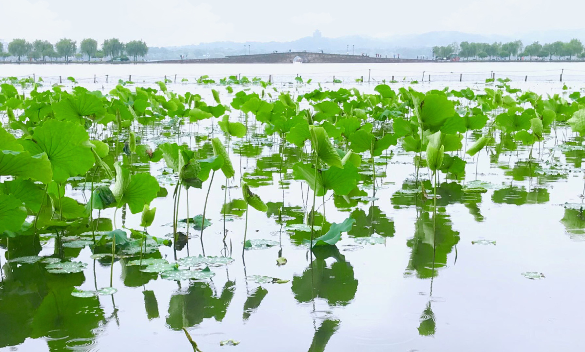 西湖接天荷叶无穷碧