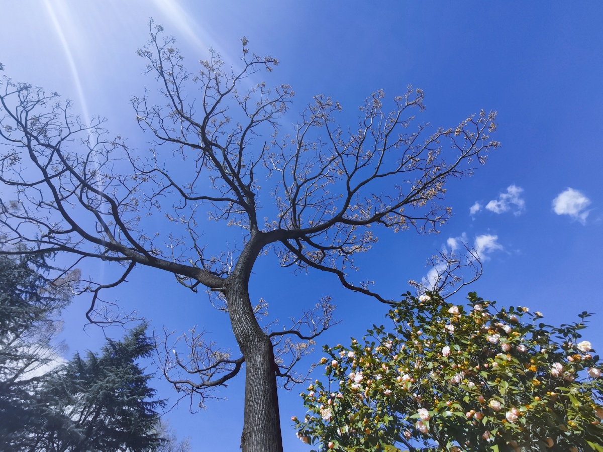 阳光照进现实1月6日见拍大理古城的阳光照射正在开放的白色茶花
