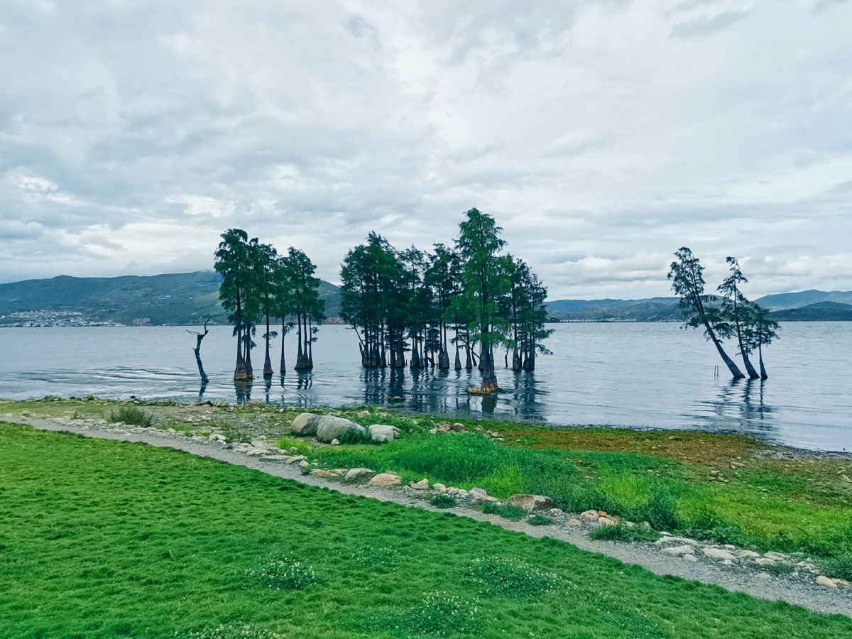 水中树文艺大理之洱海水杉