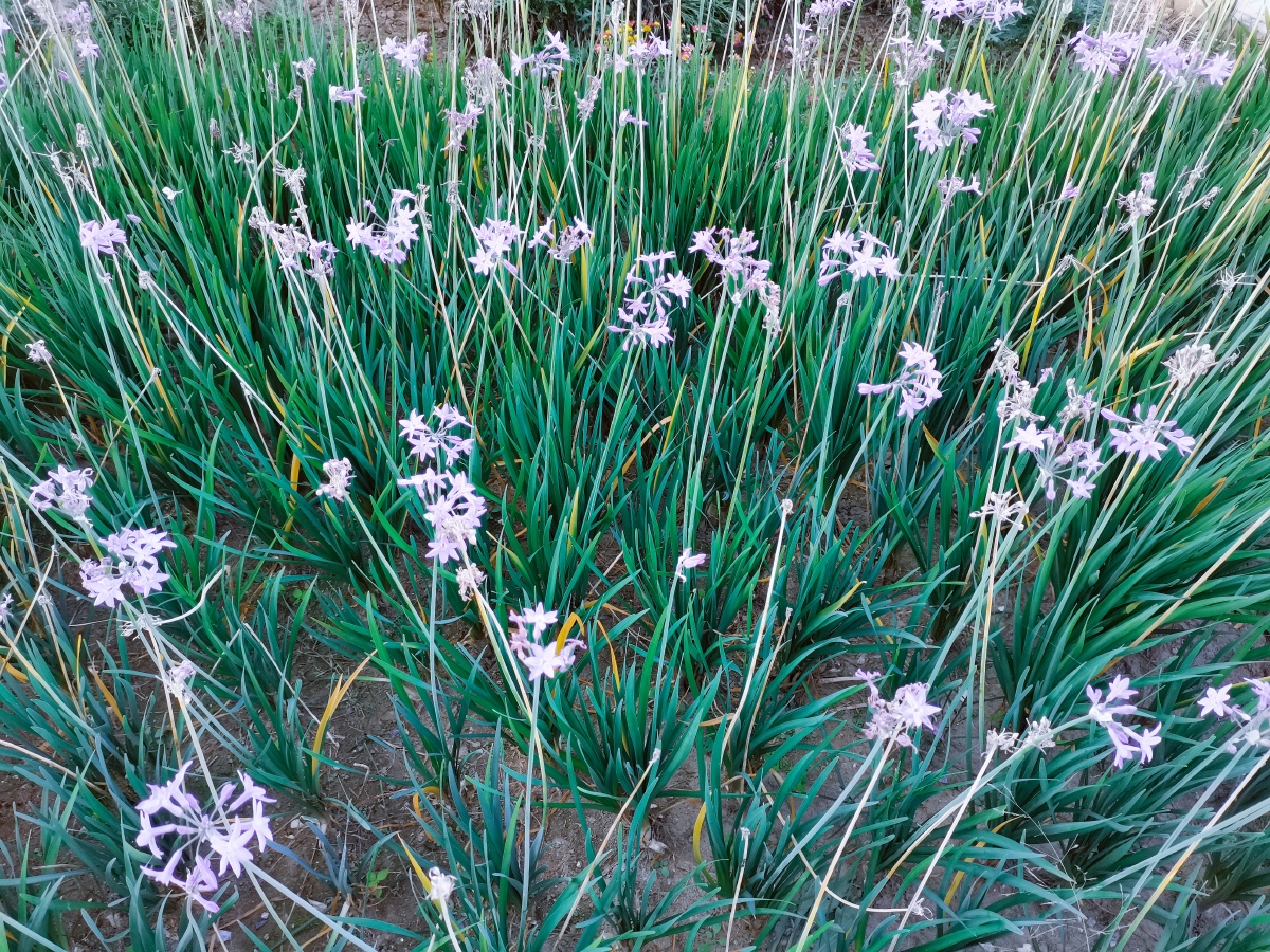 星星草拍于洱海边1011