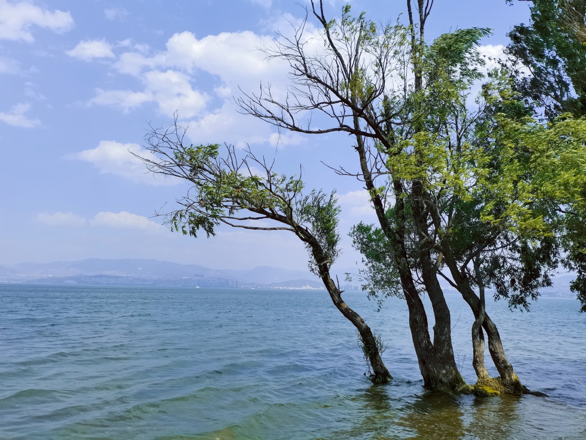 洱海树三月见拍洱海