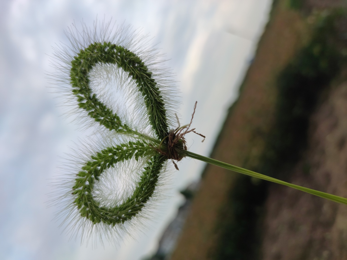 有爱的狗尾巴草