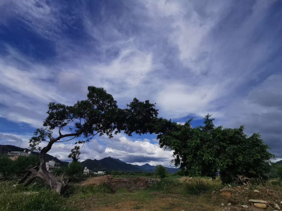 潮州下坪村网红树