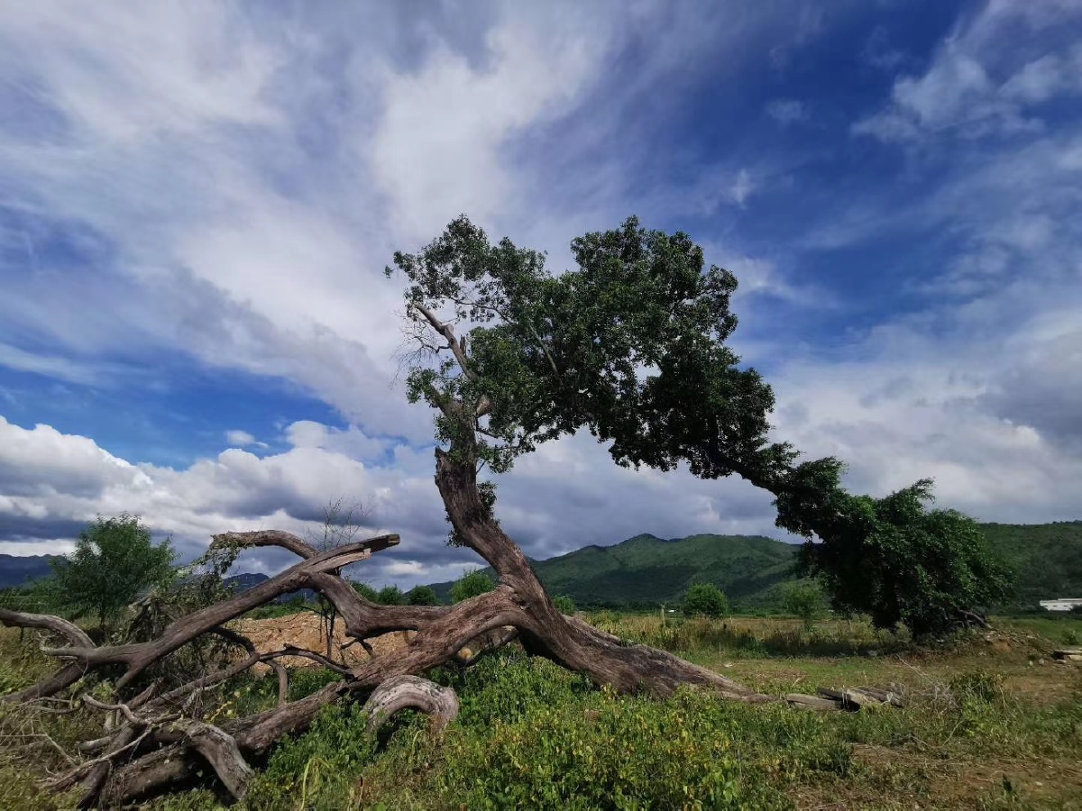 潮州下坪村网红树
