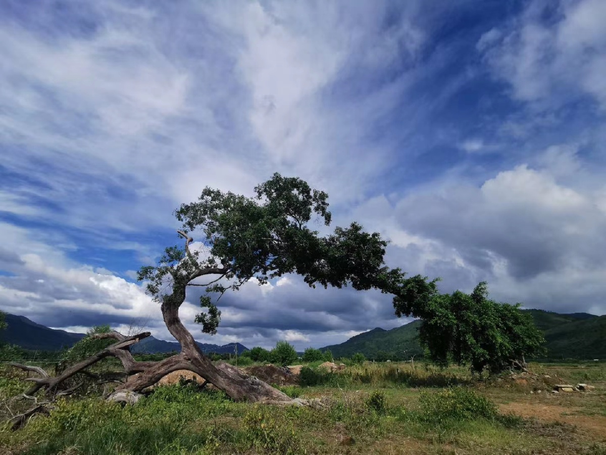 潮州下坪村网红树