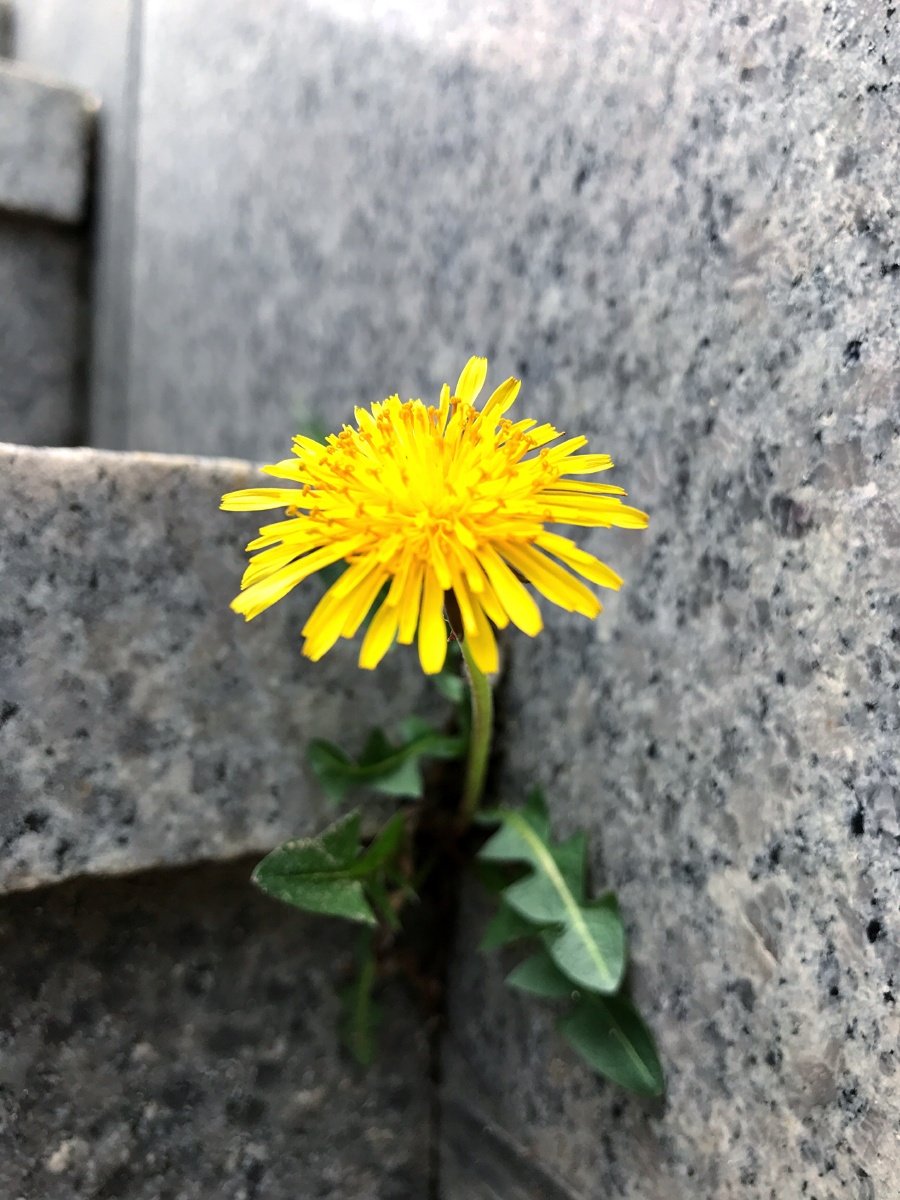 开在阶梯角落缝隙间的小花儿