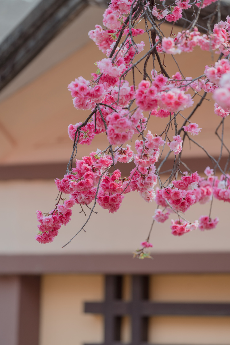 樱花昆明市圆通山樱花节