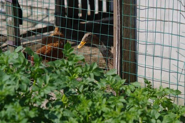 IMGP0972_