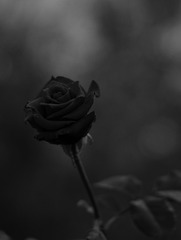 B6B308CE-737C-4B2C-8E11-0D75221FDC0A/L0/001