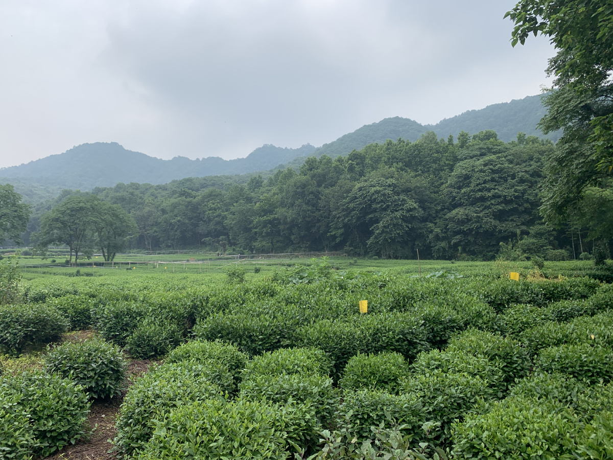 龙井村茶山