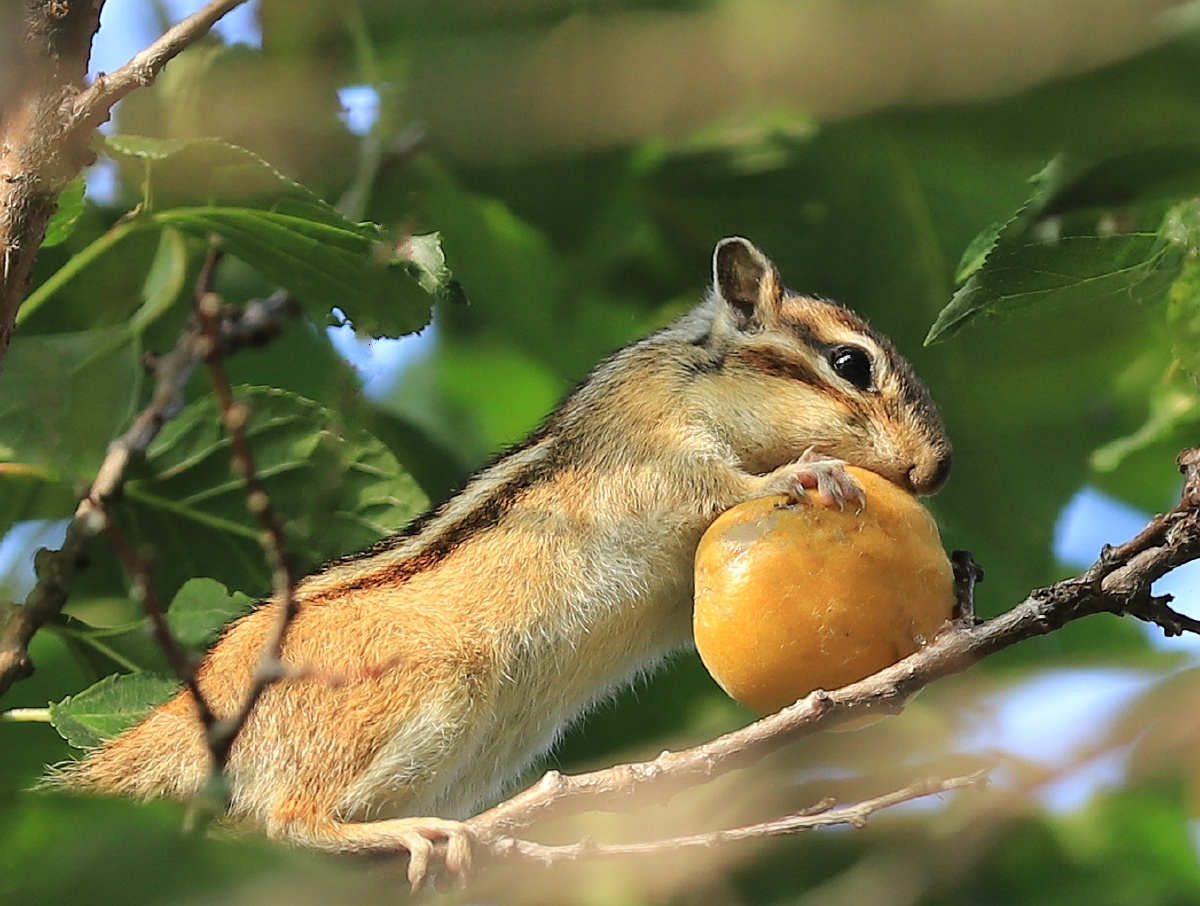 萌鼠玩球球,看看有没有违规