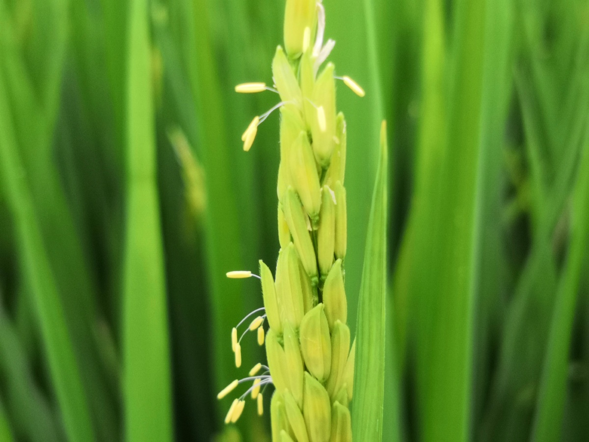 走进乡间稻田去看看稻花第一次这个认真的去看稻花