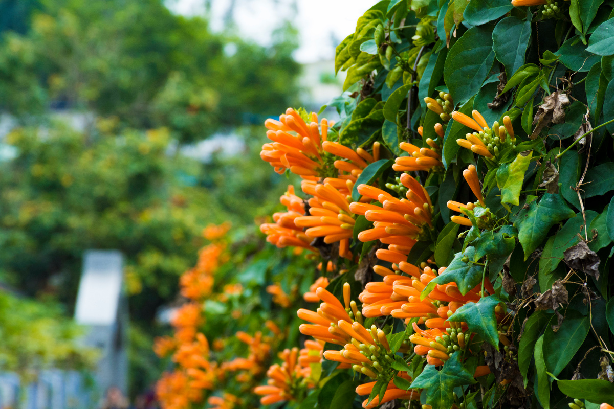 鼓浪屿の花之旋律
