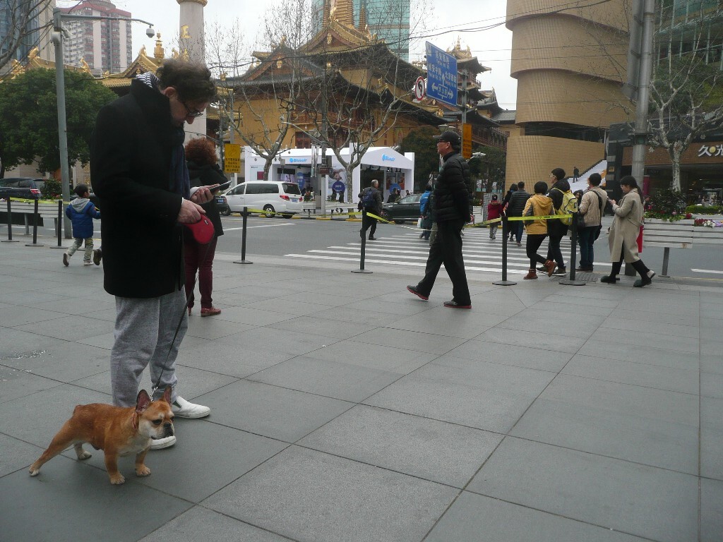 天津市区卖宠物狗的,天津便宜宠物选购教程:a宠物市场挺大的