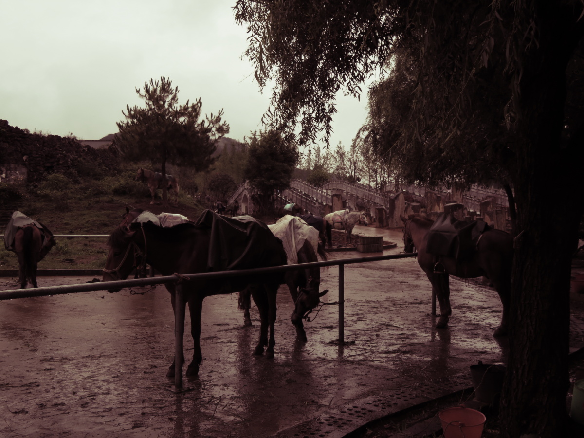 皮桌布列松陈影像鸟布列松陈