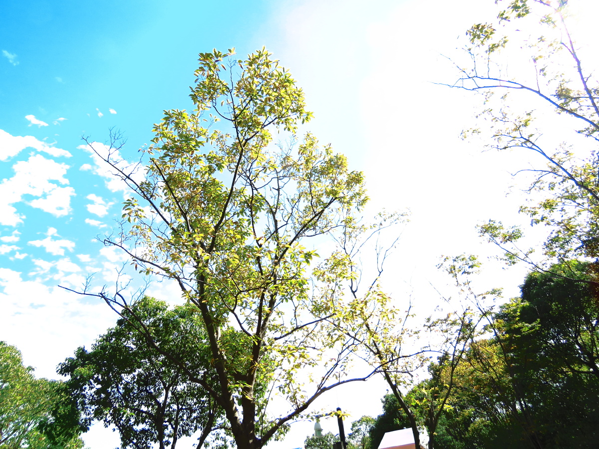 中国花园布列松陈-跟拍自然