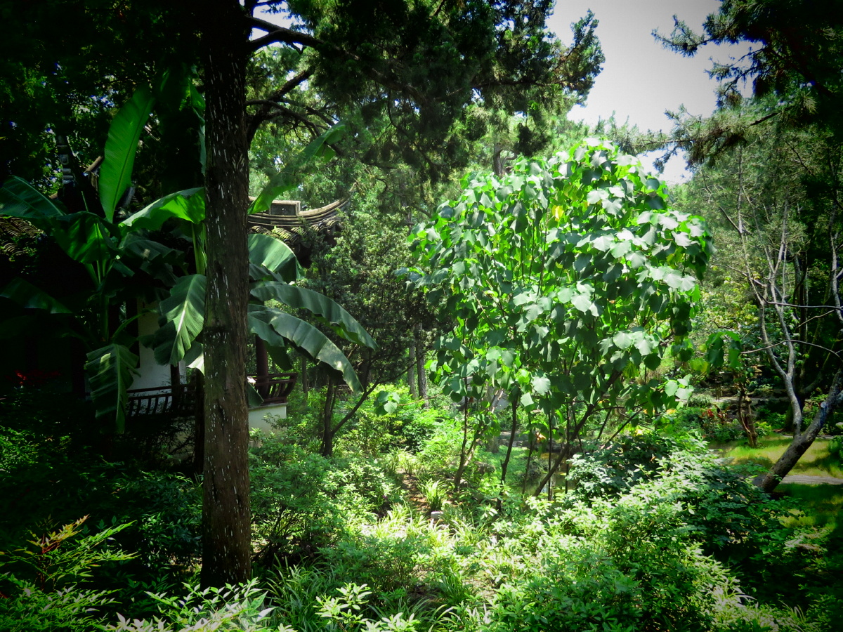 跟拍自然布列松陈