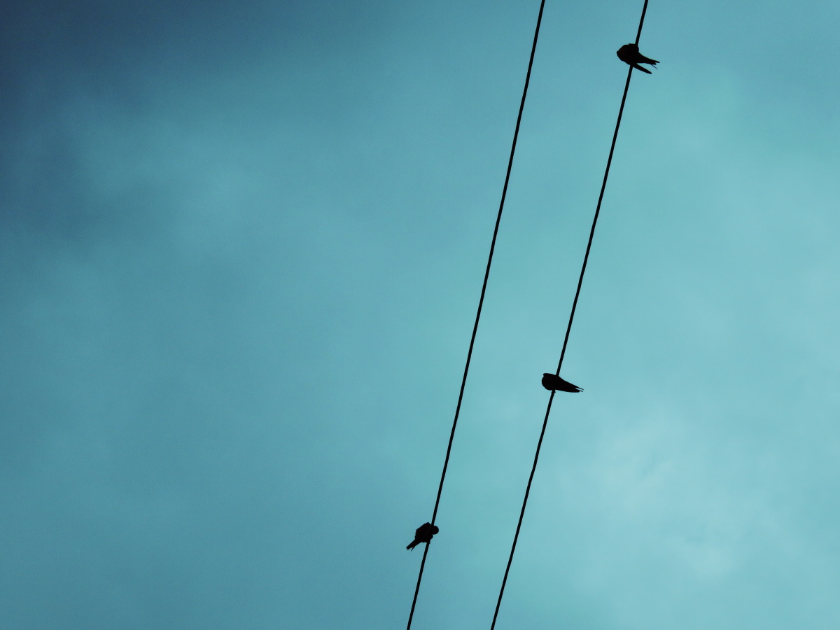 布劳德布列松陈镜头的故事视觉小说的复合边际触摸于丝