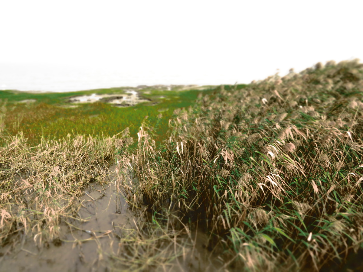 中国花园布列松陈-跟拍自然