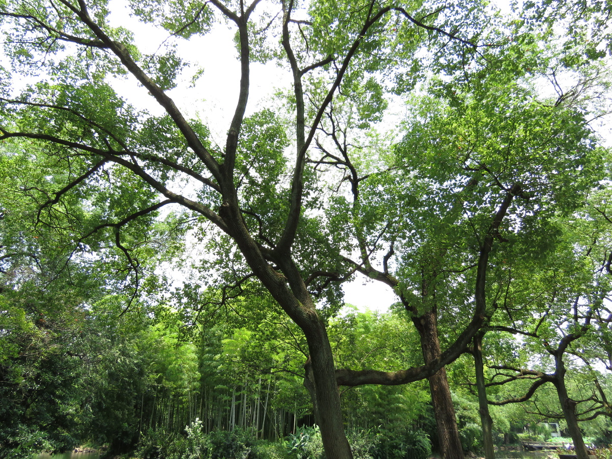 跟拍自然布列松陈