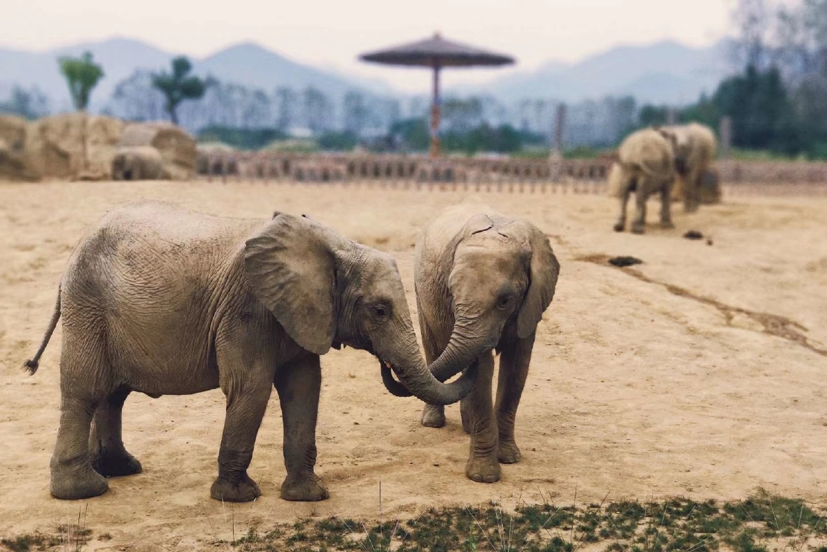 一起去动物园呀