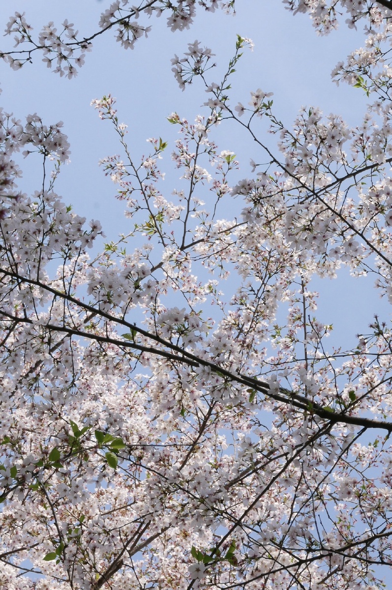 春季在苏州看的樱花