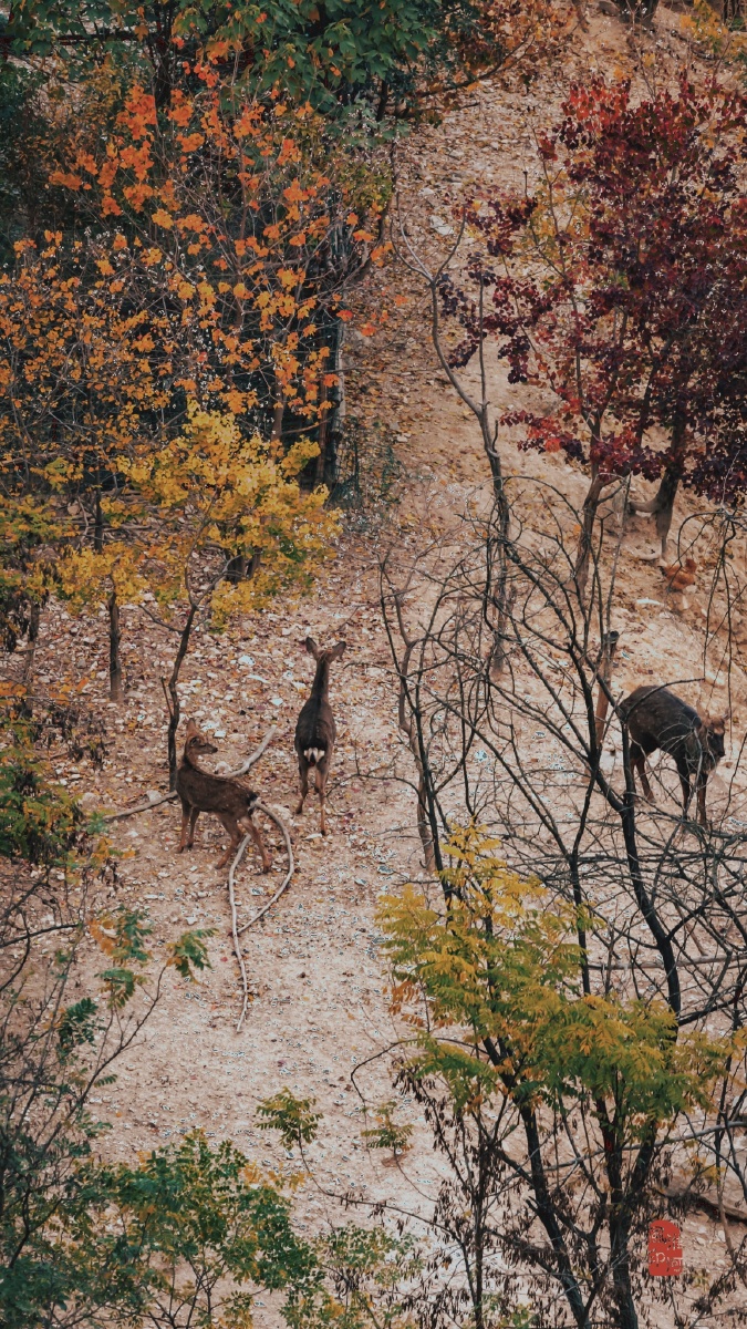 秋林牧鹿图