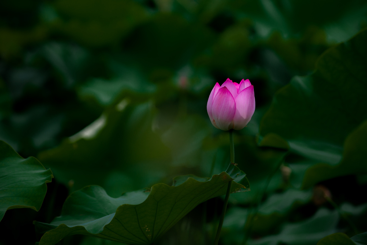 2020年的荷花拍摄于上海市嘉定区嘉北郊野公园暗色系调色