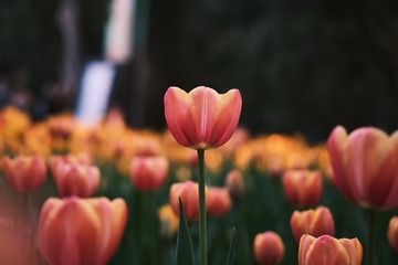 8C2D058F-F05A-4EAD-BE6F-5B94B4C98DBE/L0/001