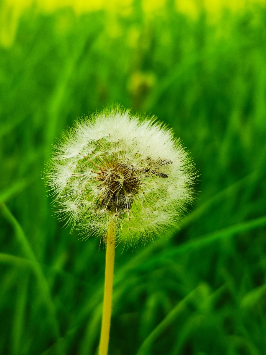 在狗尾巴草中新生,仲夏的早晨