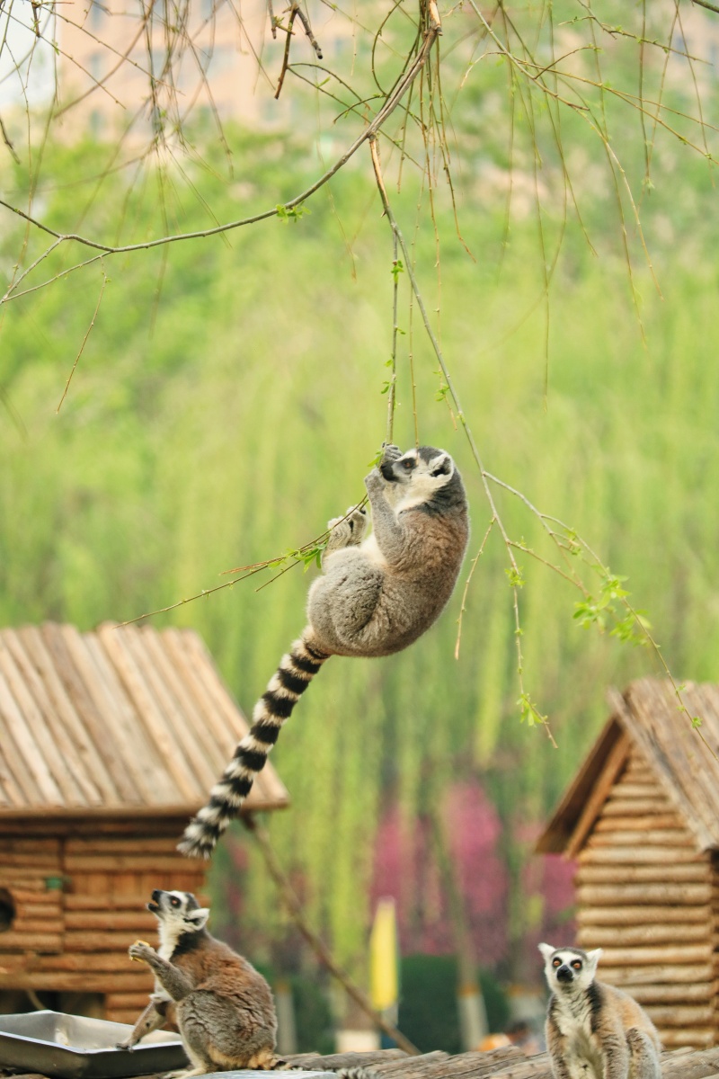 环尾狐猴可以轻松的挂在细小的树枝上——摄于郑州市动物园