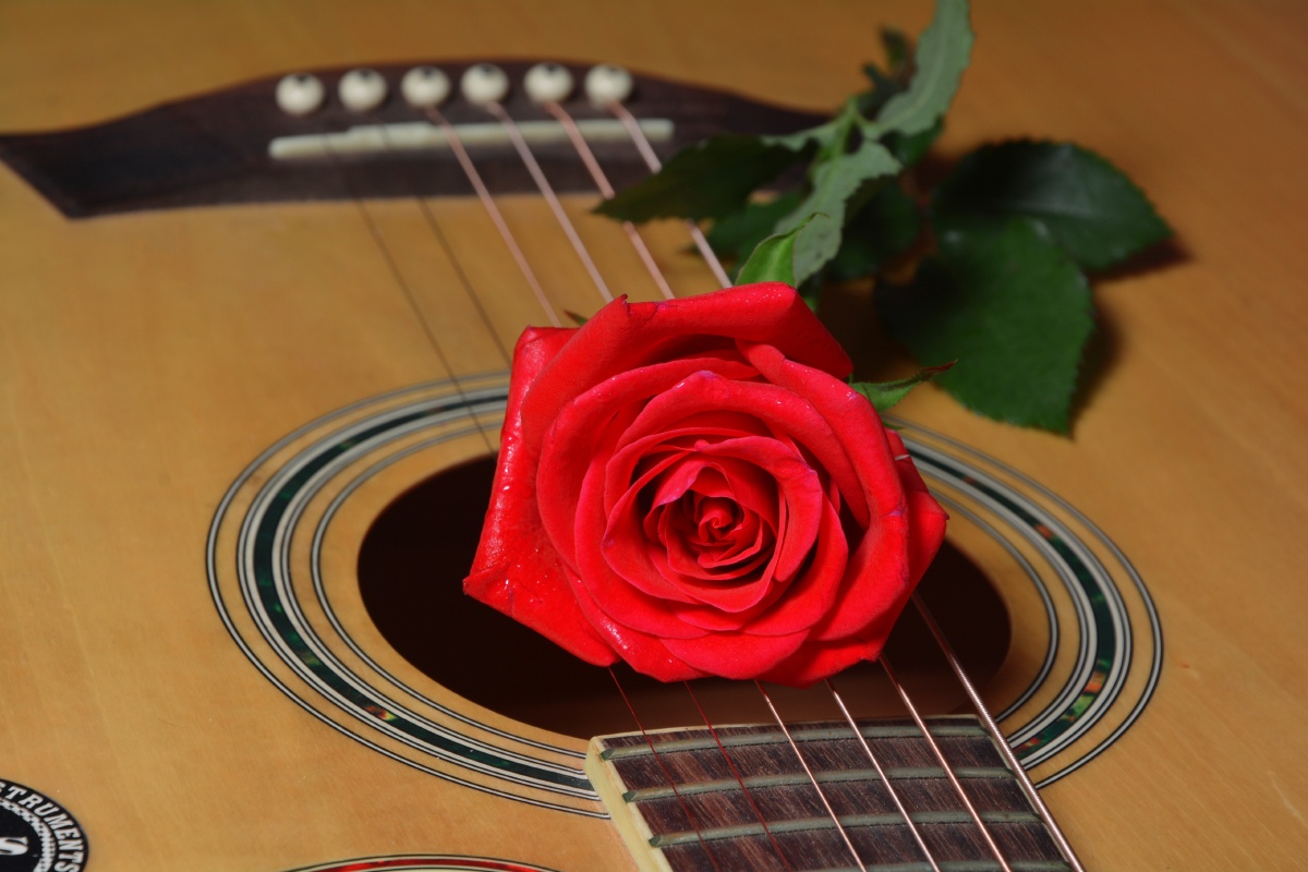 玫瑰花吉他月季