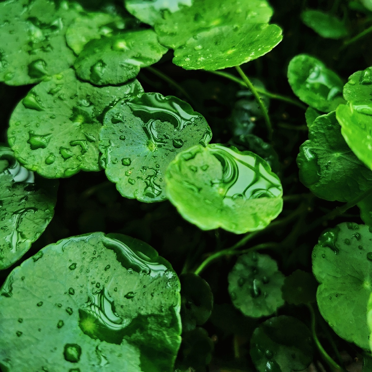 雨后的铜钱草