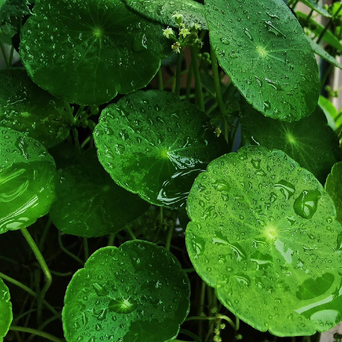 雨后的铜钱草