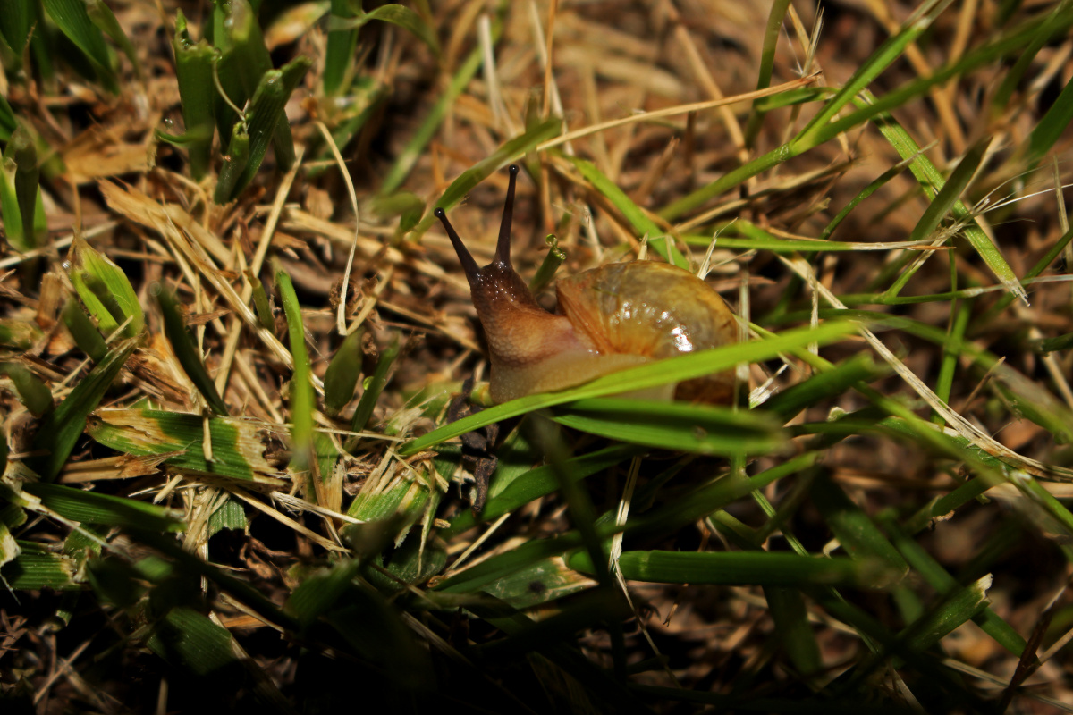 小蜗/蜗牛 - kevin7780 - 图虫