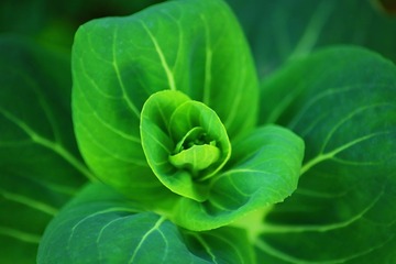 绿花