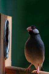 3894