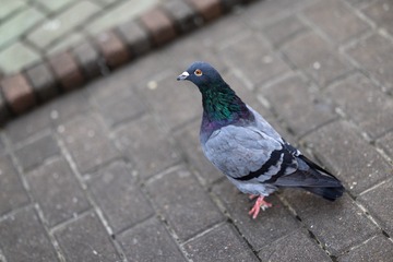 162273