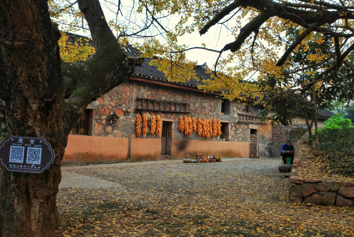 收获秋实农家小院乡村美