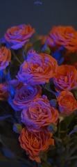 F6FF7584-CBE9-4FD0-80FE-BCB64FC9BED9/L0/001